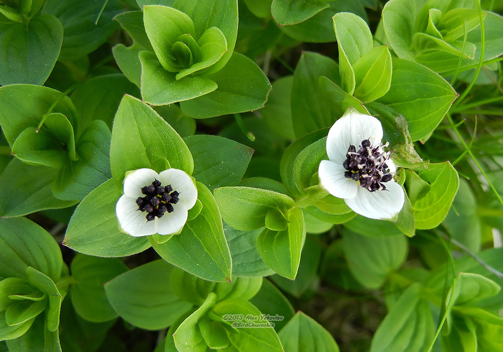 A closeup of two fully bloomed swedish cornel flowers in a bush.