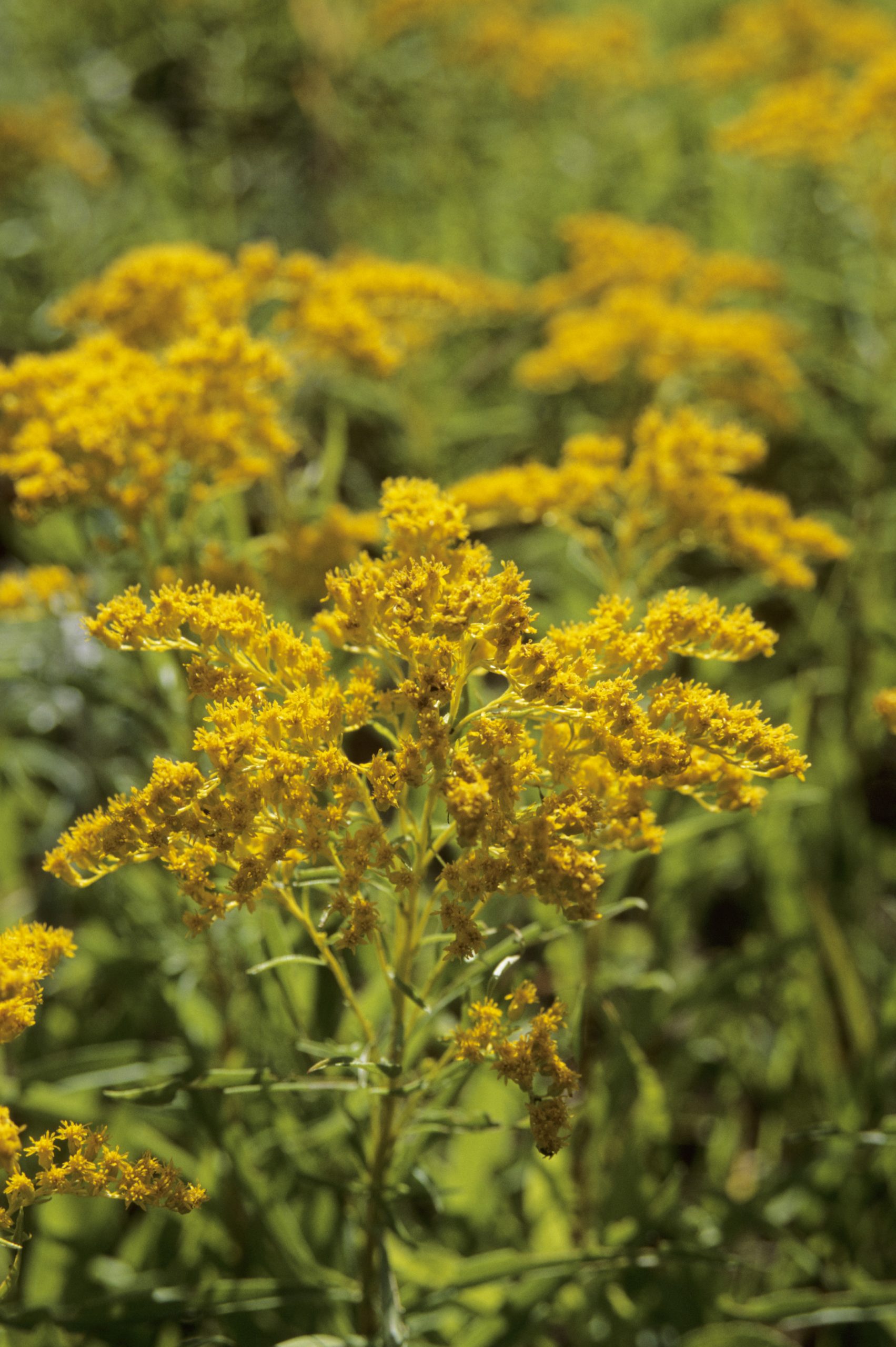 A closeup of a bunch of goldenrod petals and stem.