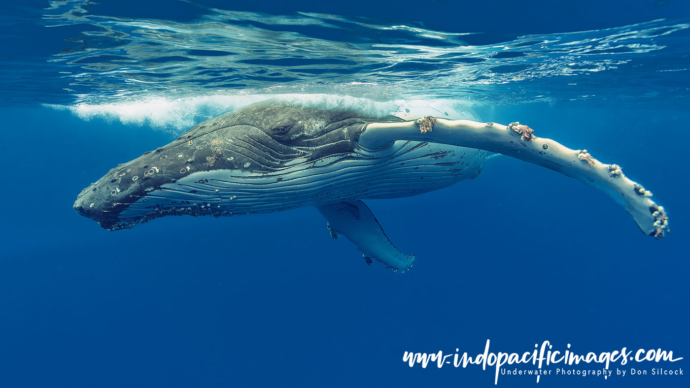 A humpback descending from the surface.