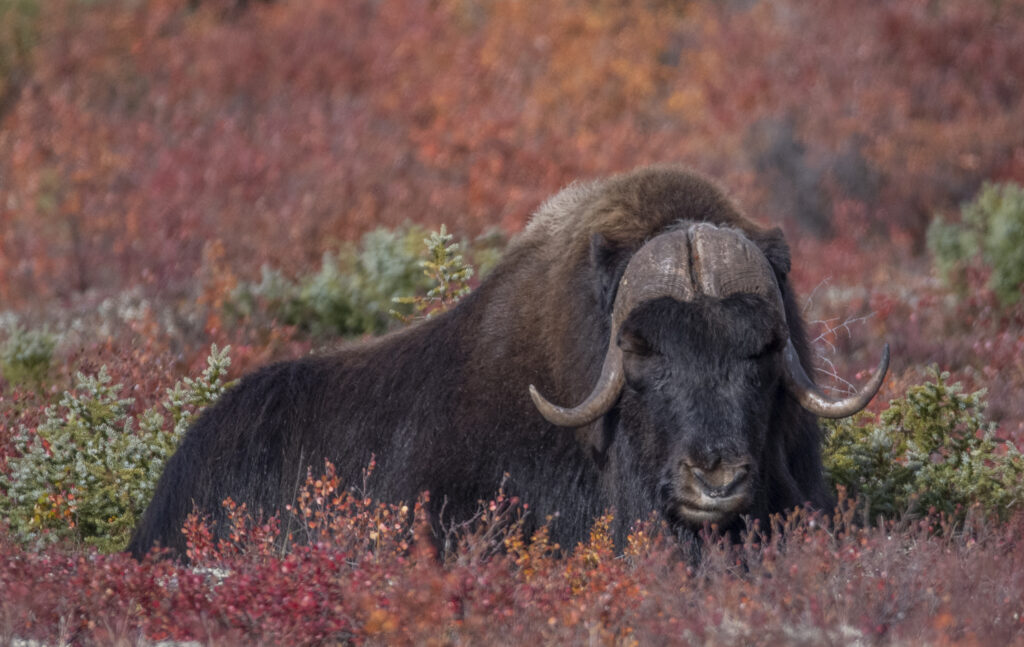 A closeup of a musk oxen during spring or summer.