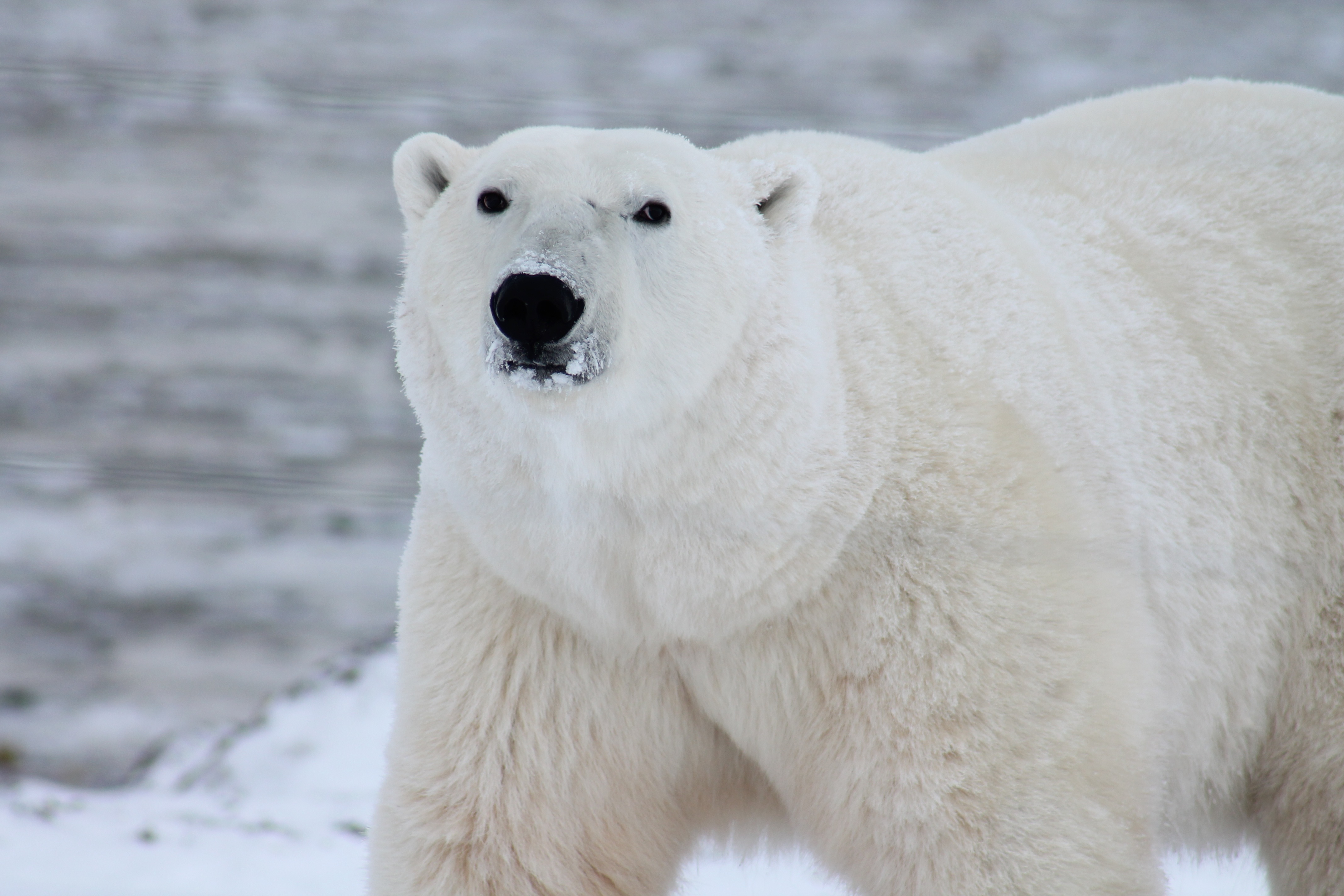 A closeup of a polar bear in a snowy and icy landscape.