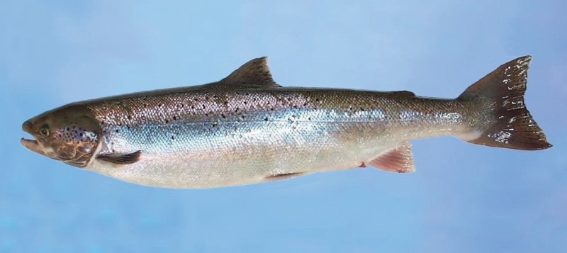 A photo depicting a salmon on its side.